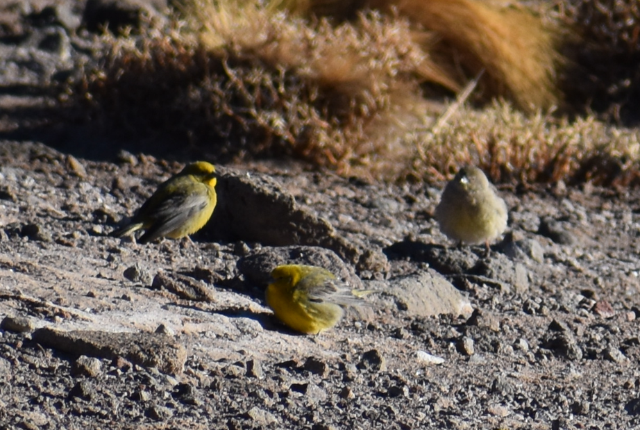 Greater Yellow-Finch - ML645343460