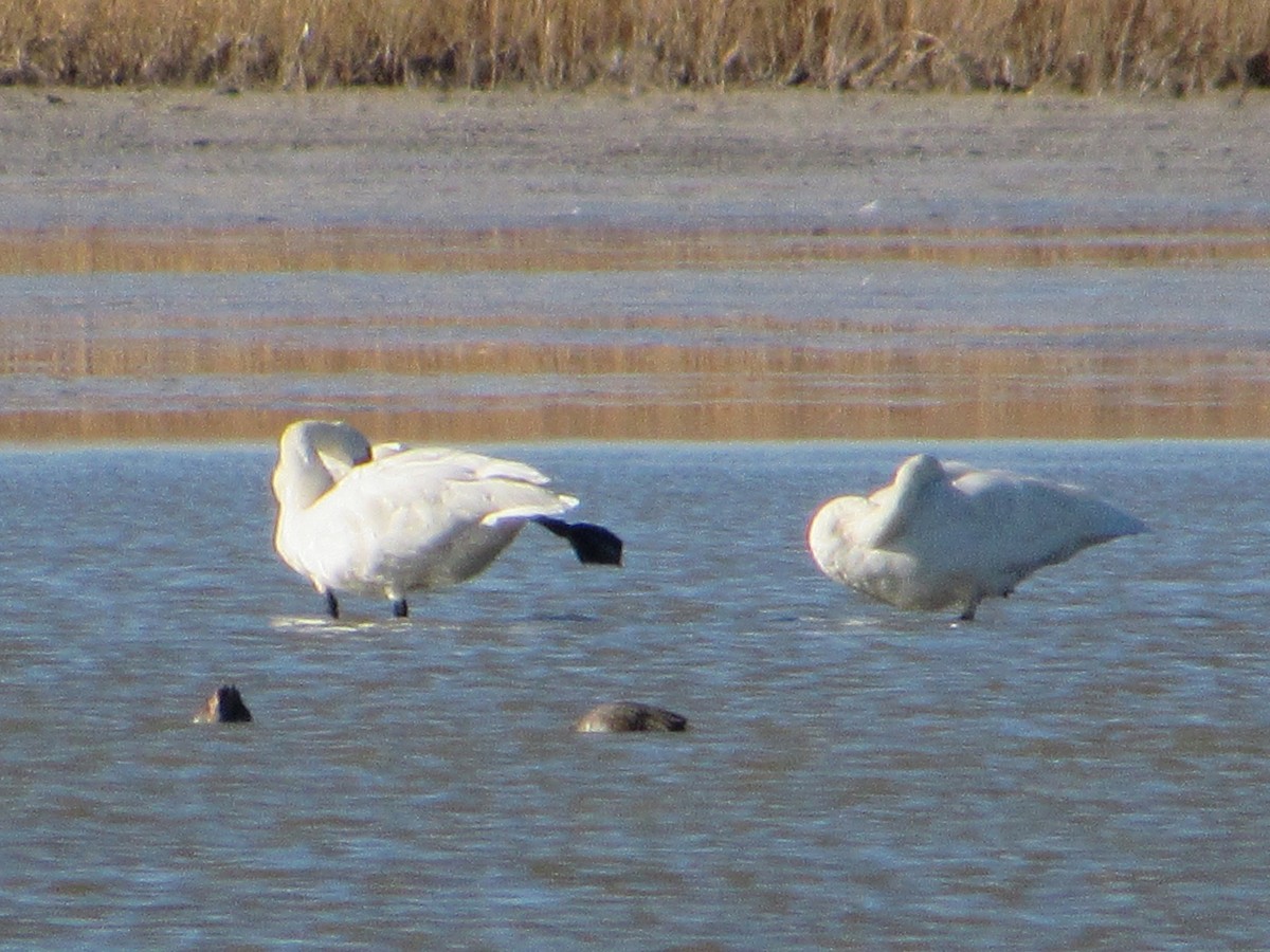 Tundra Swan - ML645343461