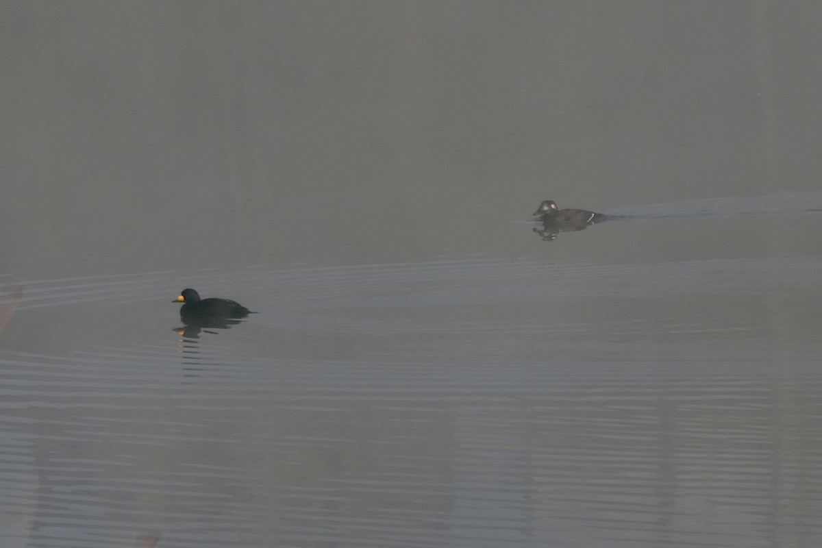 turpan kanadský - ML645343462