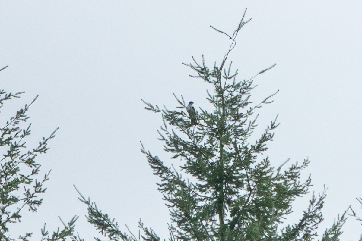 Azor Euroasiático - ML645343467