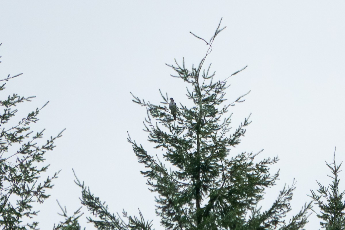 Azor Euroasiático - ML645343492