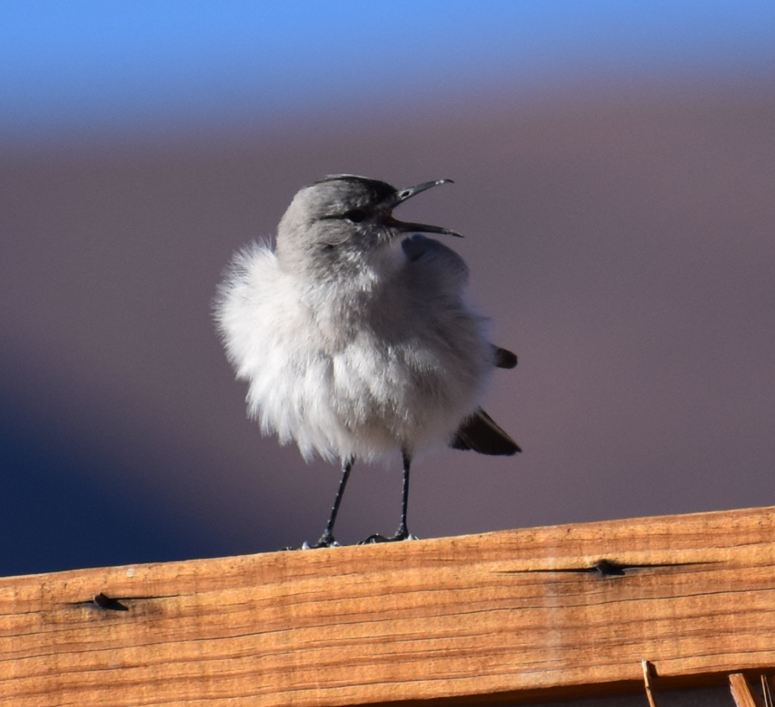 Black-fronted Ground-Tyrant - ML645343496