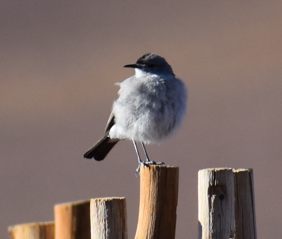 Black-fronted Ground-Tyrant - ML645343497