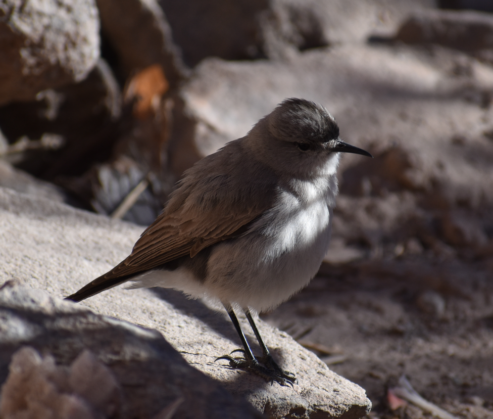 Black-fronted Ground-Tyrant - ML645343498