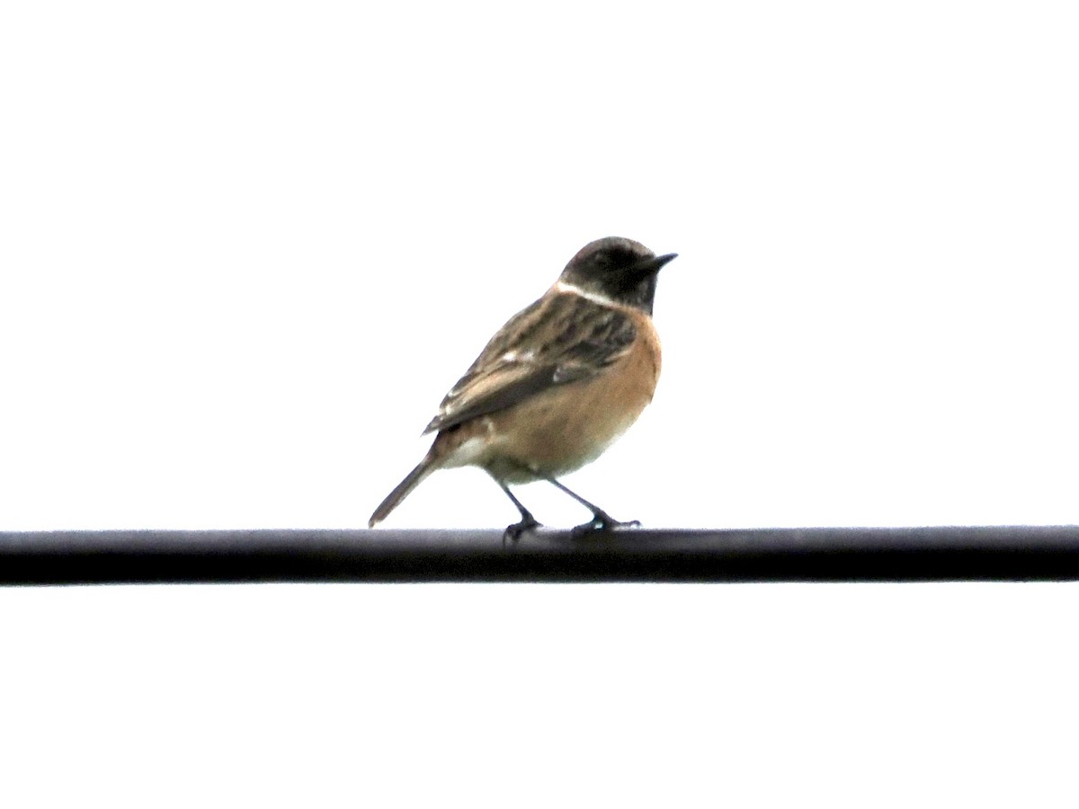 Трав'янка чорноголова - ML645343524