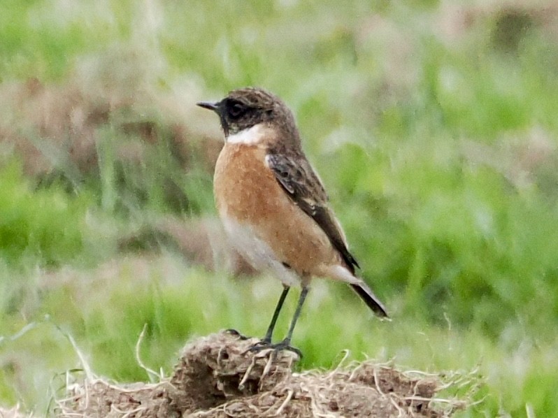 Трав'янка чорноголова - ML645343525