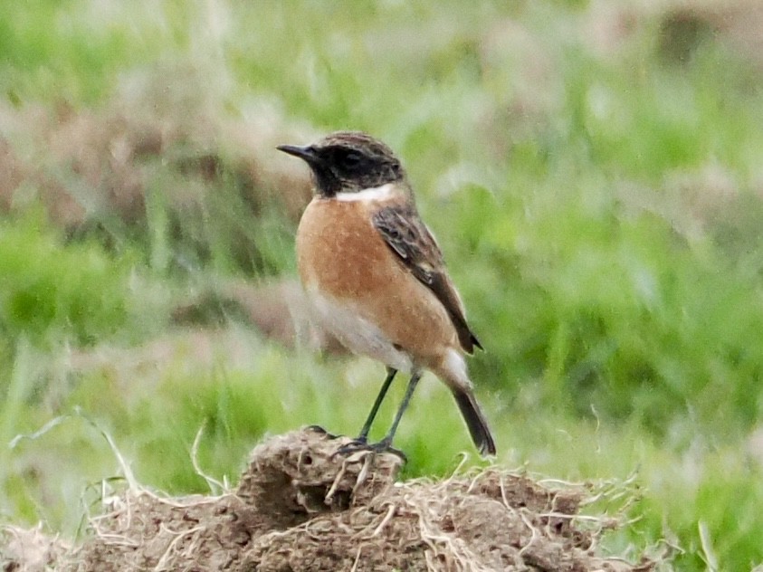 Трав'янка чорноголова - ML645343526