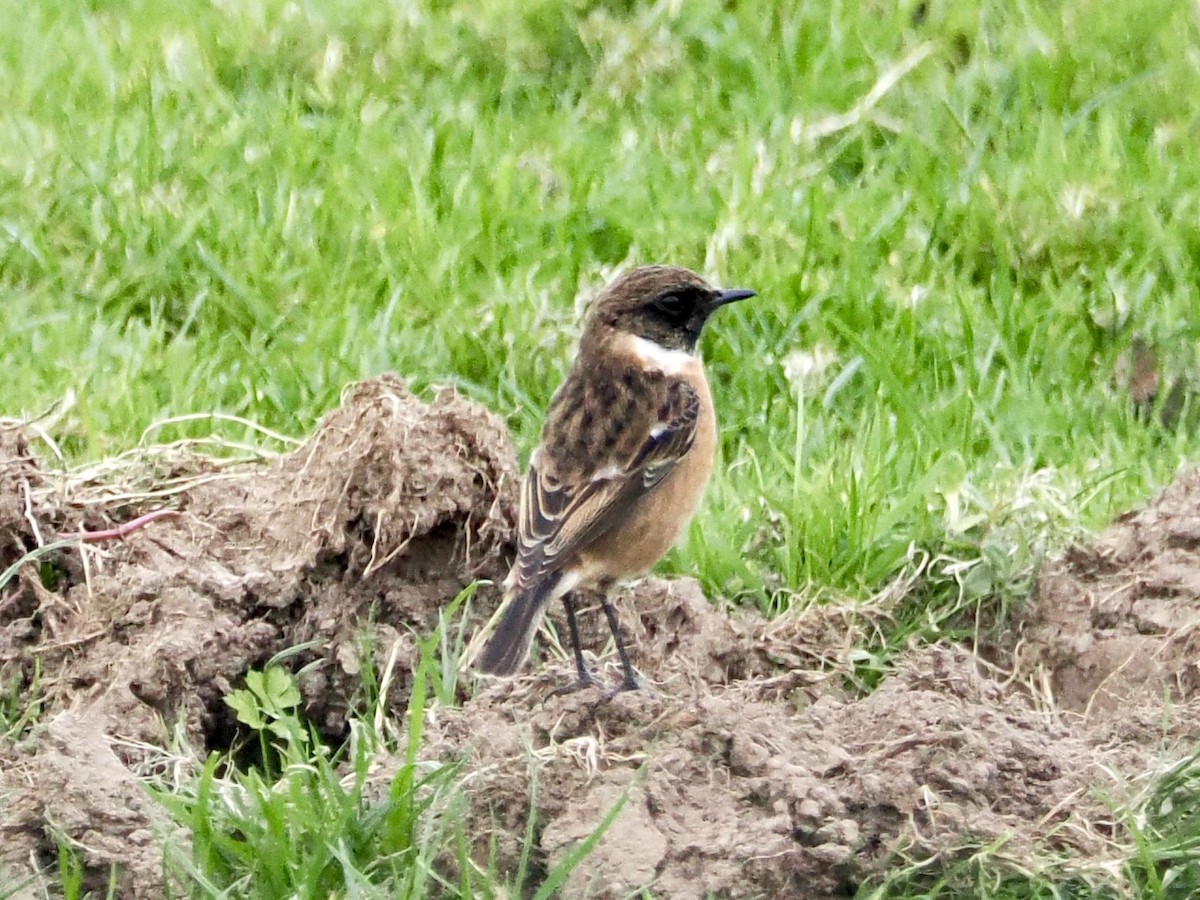 Трав'янка чорноголова - ML645343527