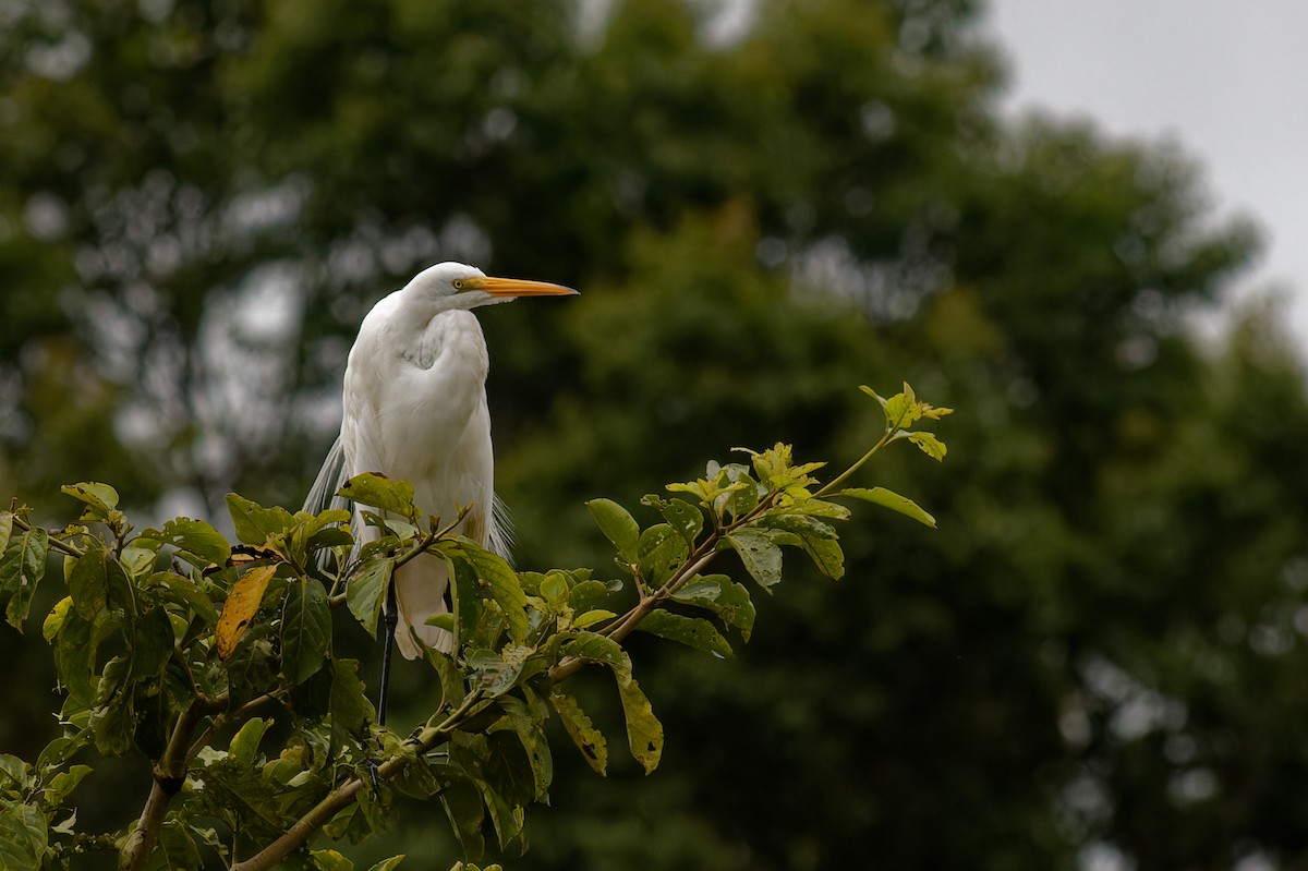 Great Egret - ML645343542
