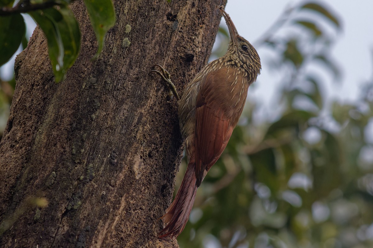 Streak-headed Woodcreeper - ML645343549