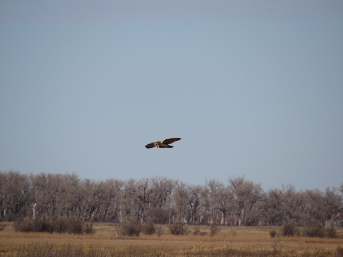 Short-eared Owl - ML645343550
