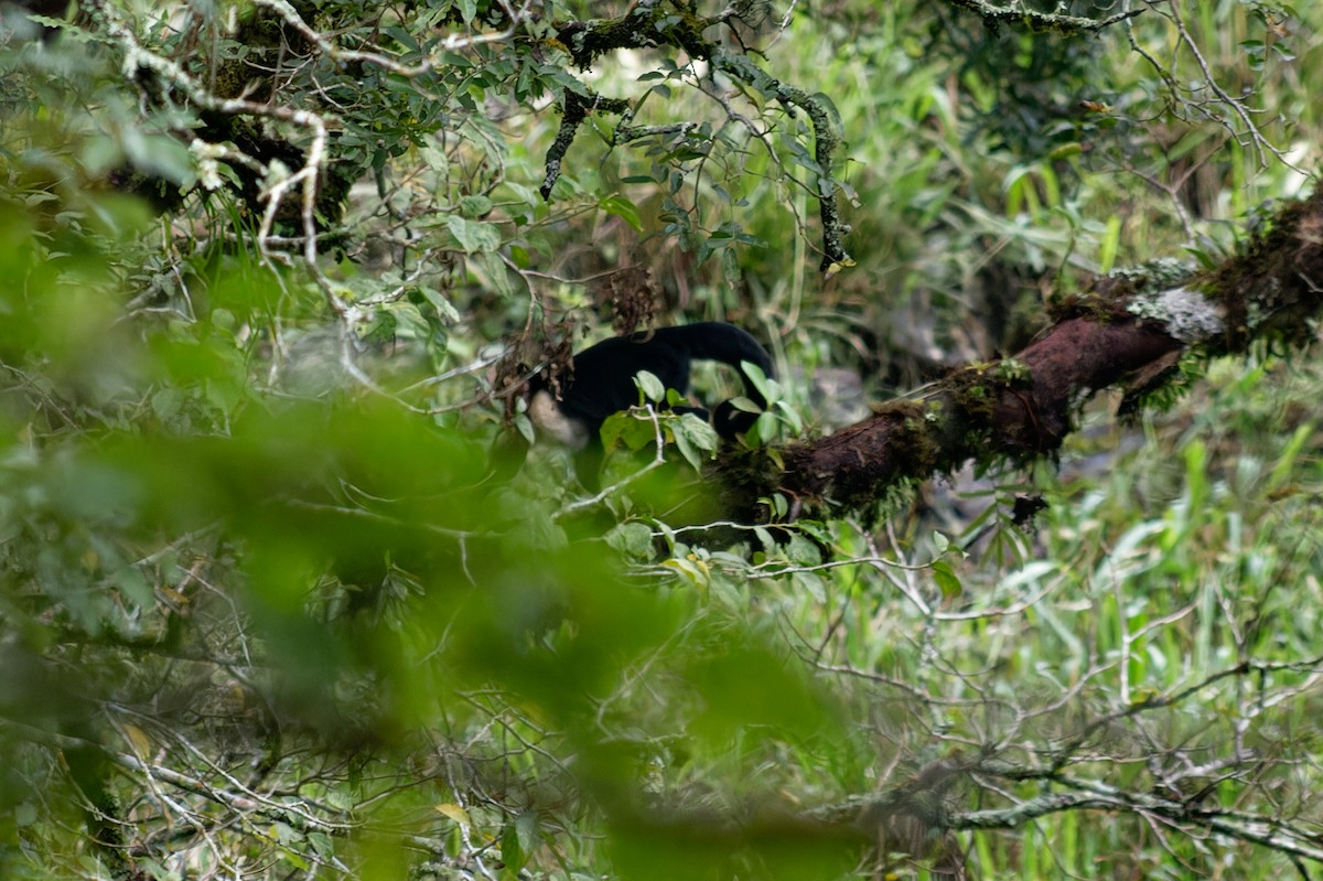 Central American White-faced Capuchin - ML645343559