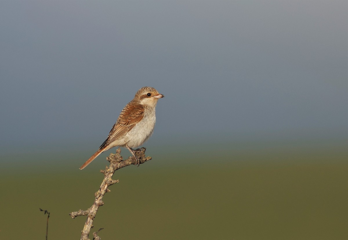 Red-backed Shrike - ML645343594