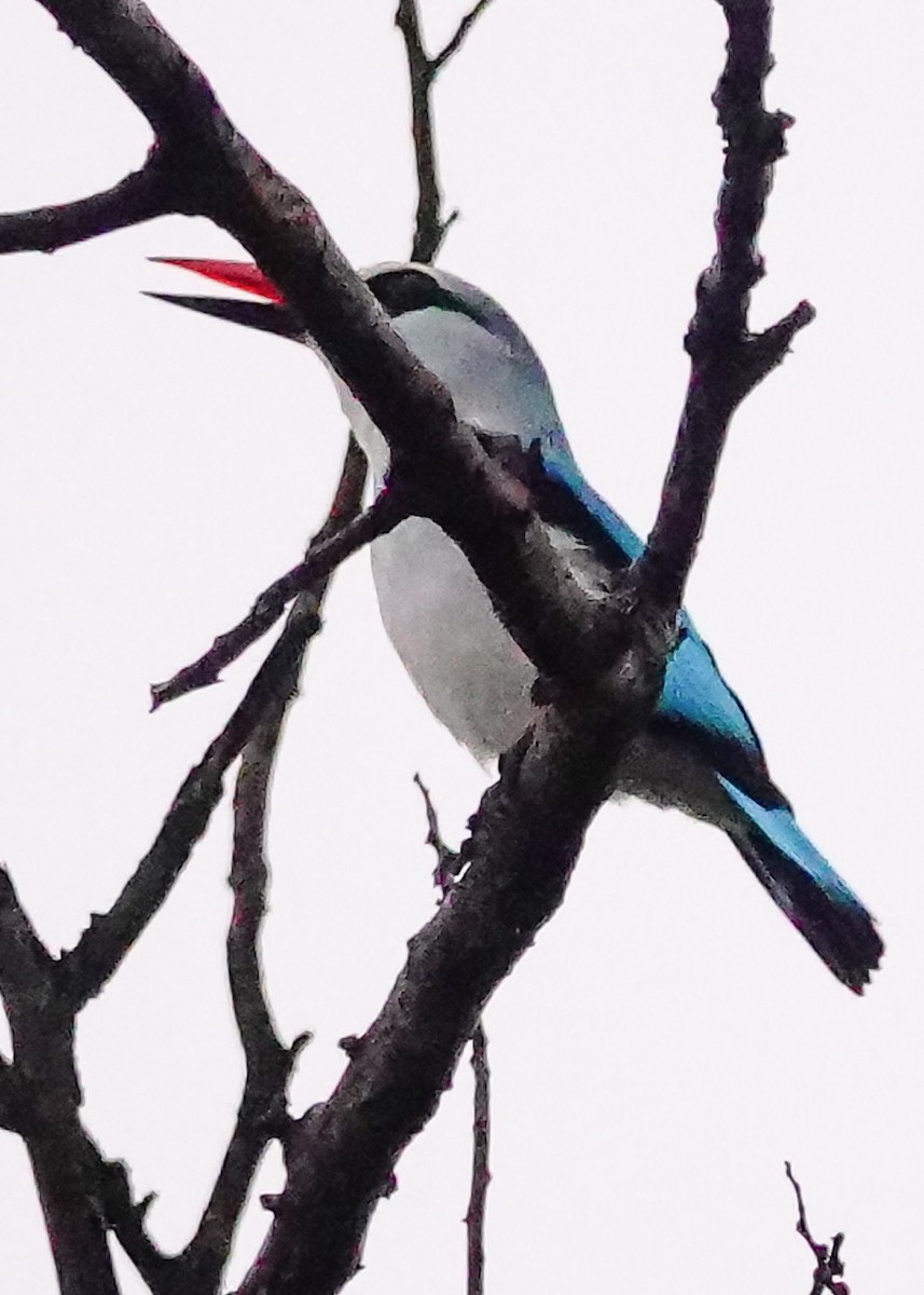 Woodland Kingfisher - ML645343608