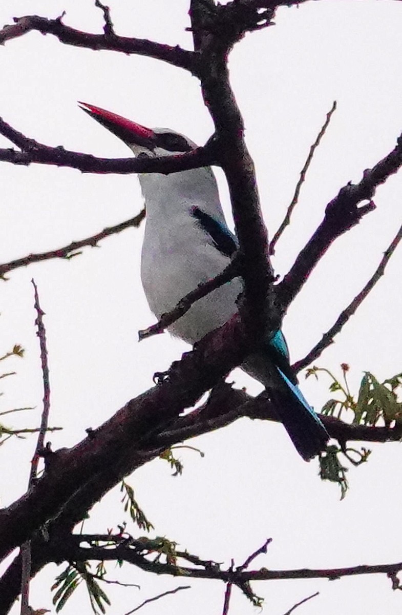 Woodland Kingfisher - ML645343609