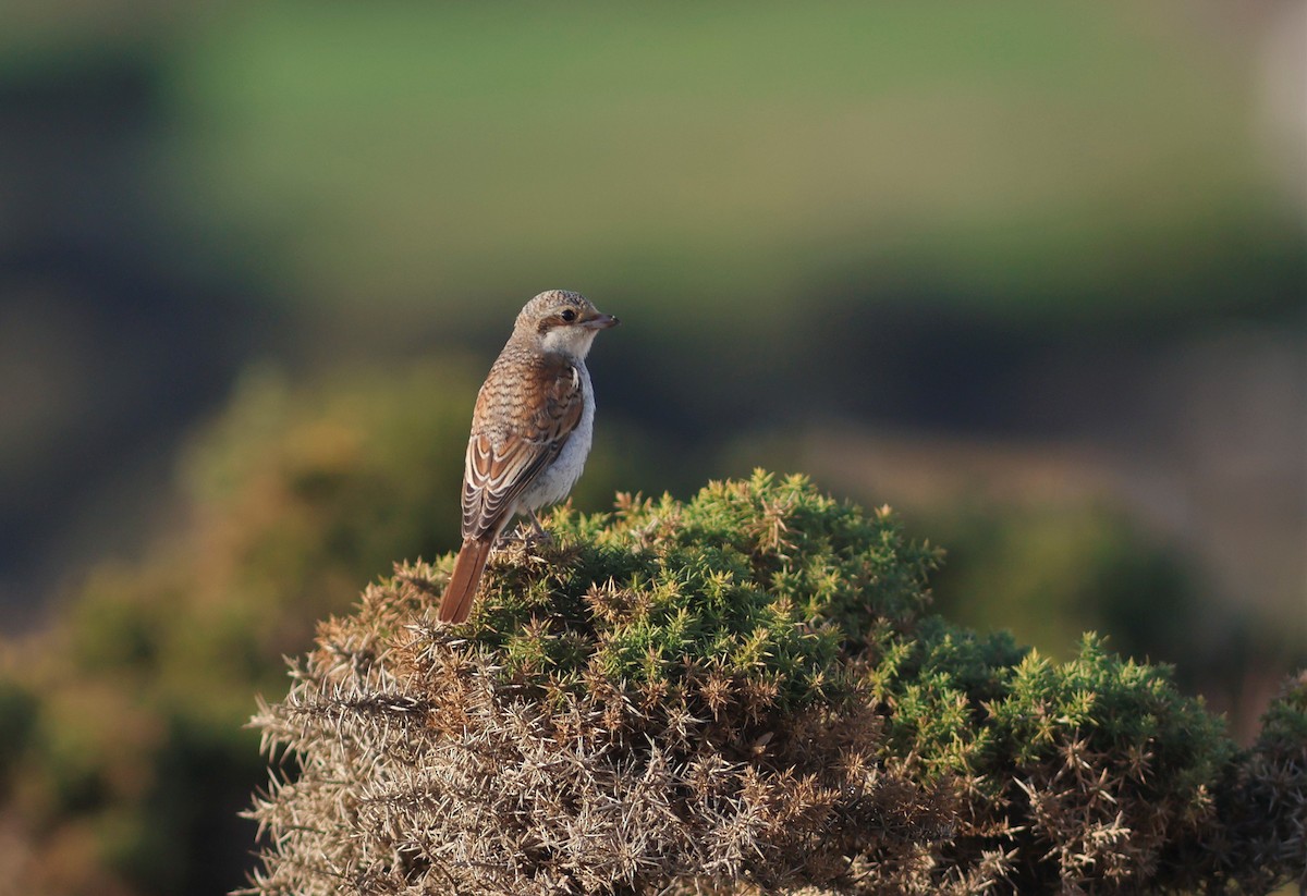 Red-backed Shrike - ML645343610