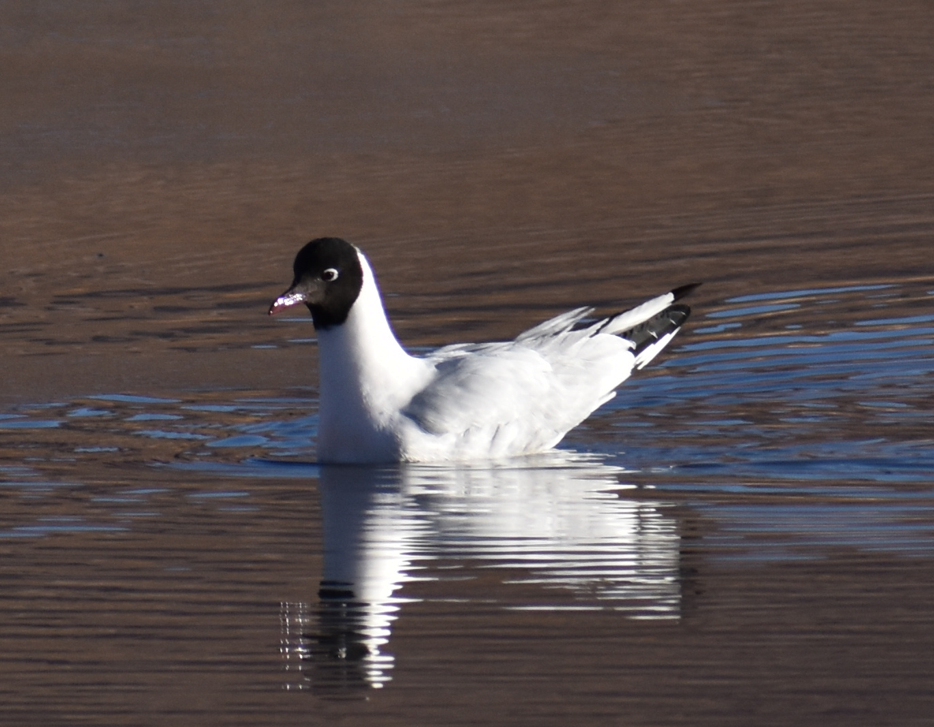 Andean Gull - ML645343614