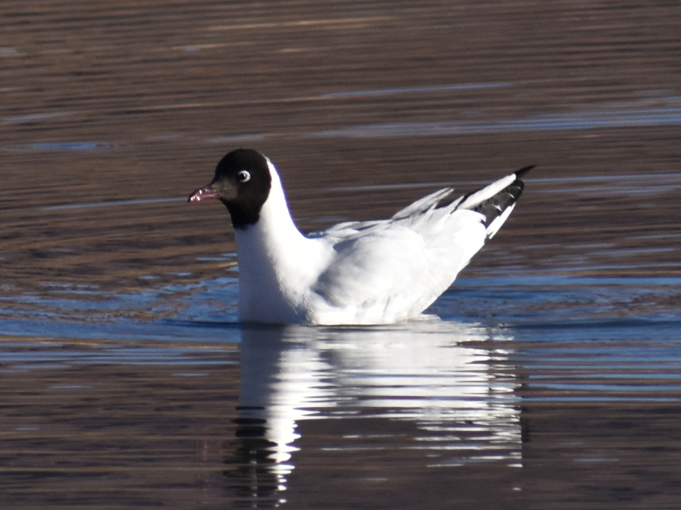Andean Gull - ML645343616