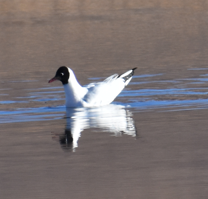 Andean Gull - ML645343617