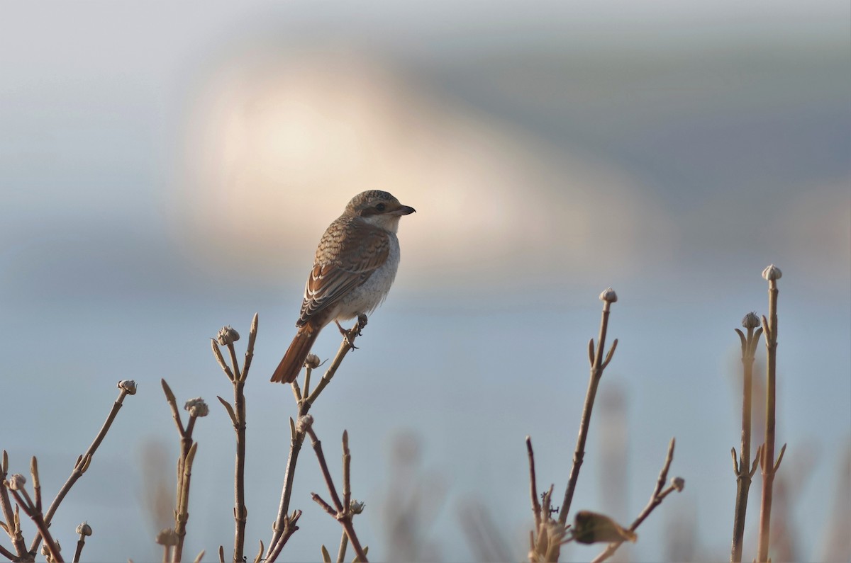 Red-backed Shrike - ML645343639
