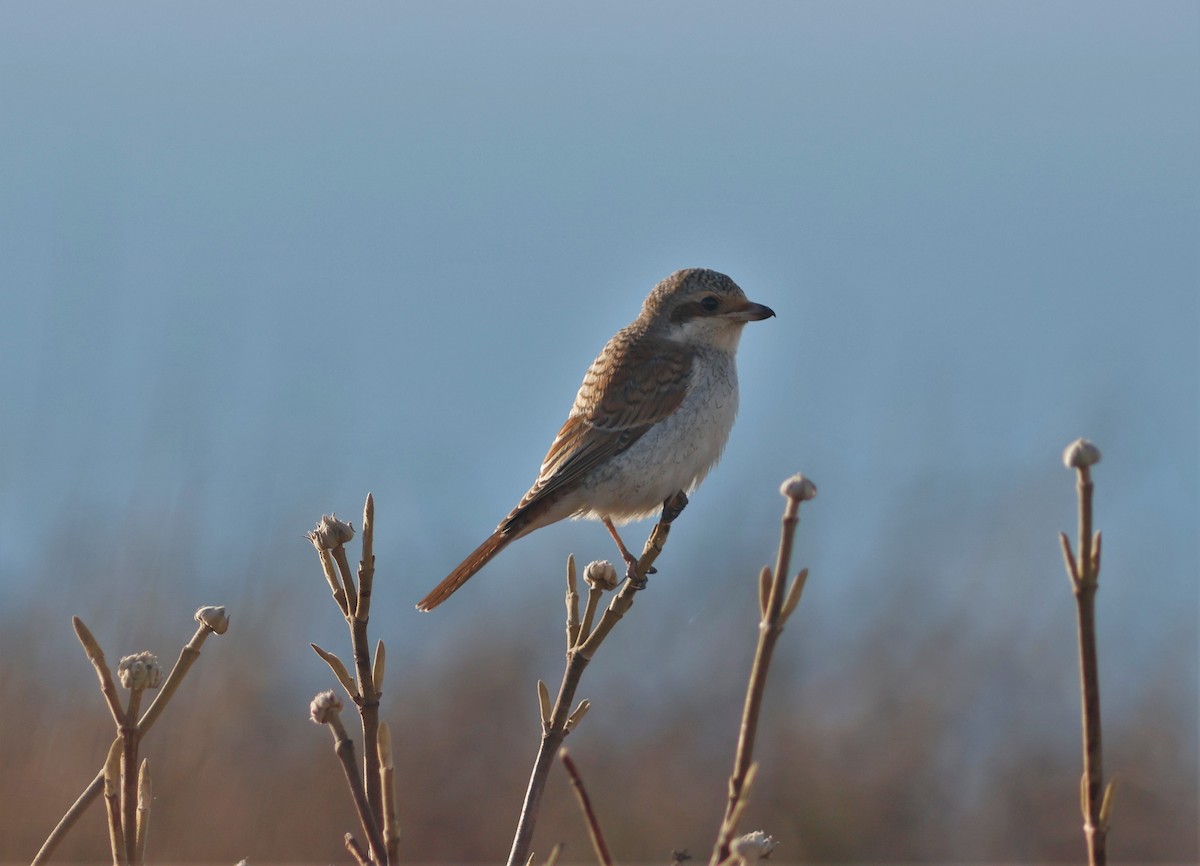 Red-backed Shrike - ML645343660