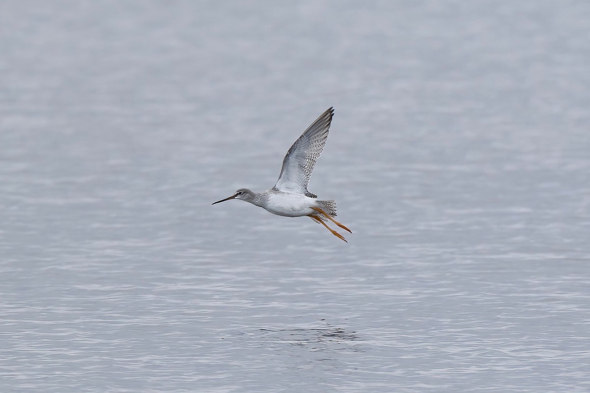 Spotted Redshank - ML645343671