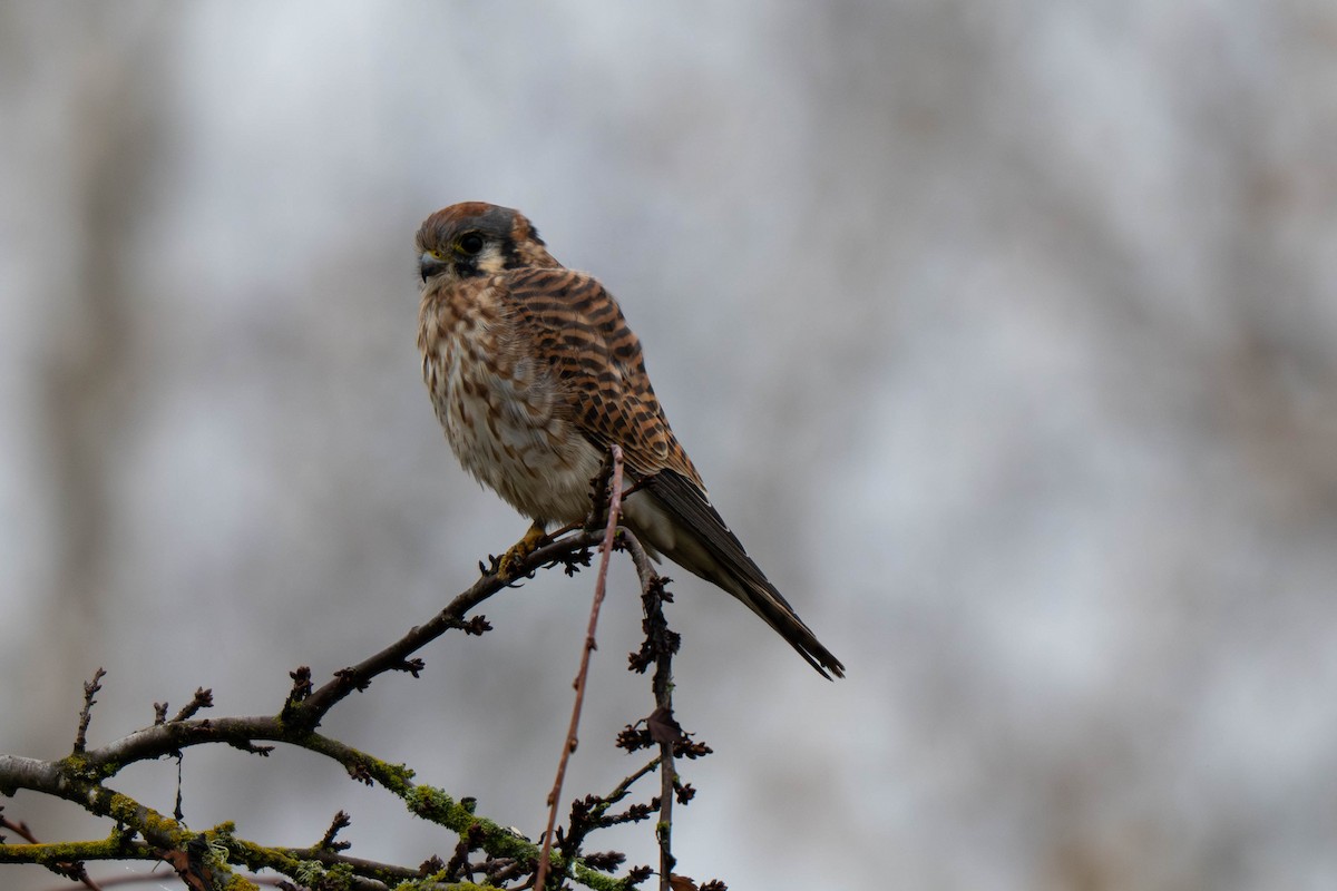 American Kestrel - ML645343672