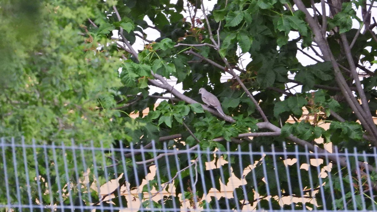 Picui Ground Dove - ML645343679