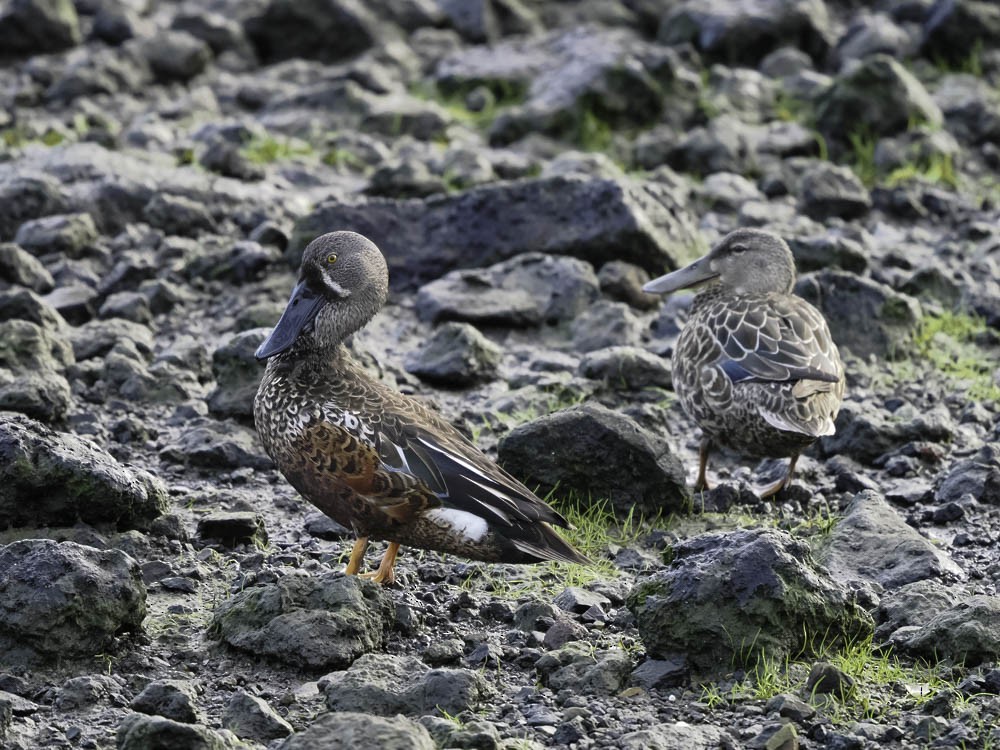 Canard bridé - ML645343697