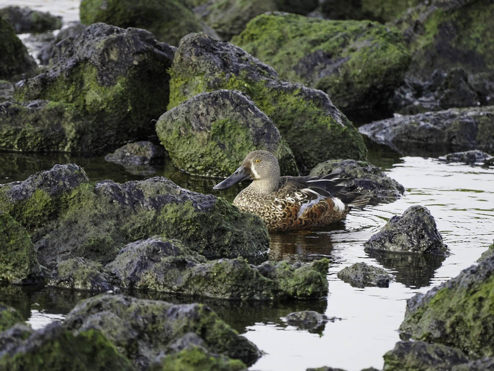 Canard bridé - ML645343698