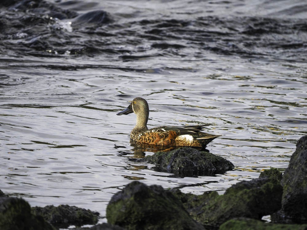 Canard bridé - ML645343699