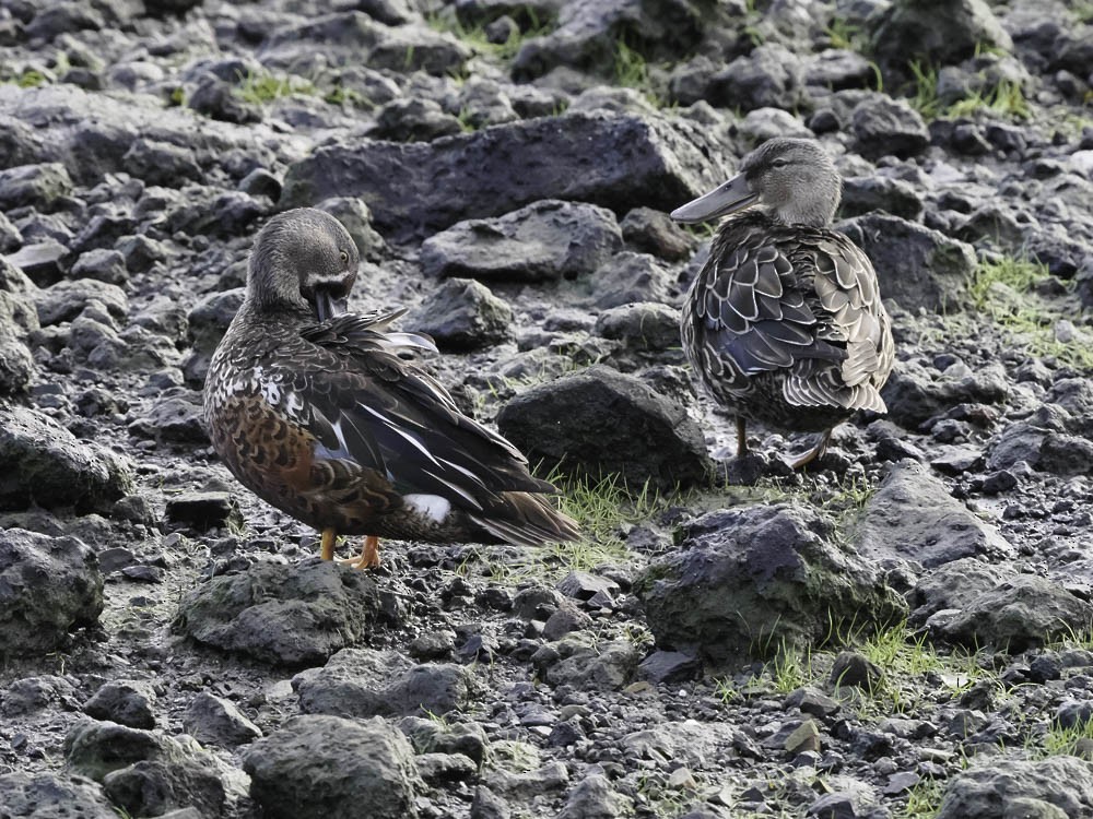 Canard bridé - ML645343700