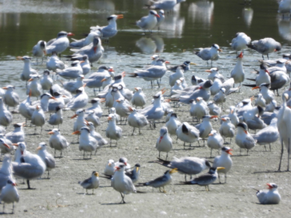 Large-billed Tern - ML645343701