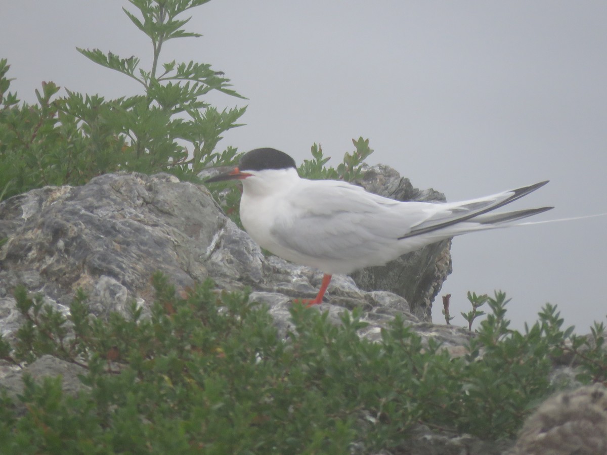 Roseate Tern - ML645343703