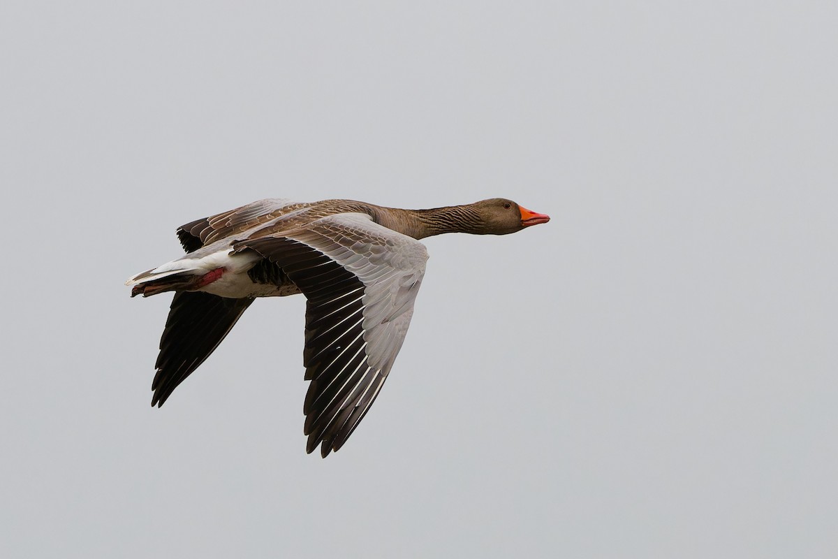 灰雁 - ML645343739