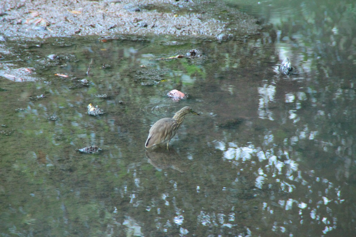 Hint Alaca Balıkçılı - ML645343756