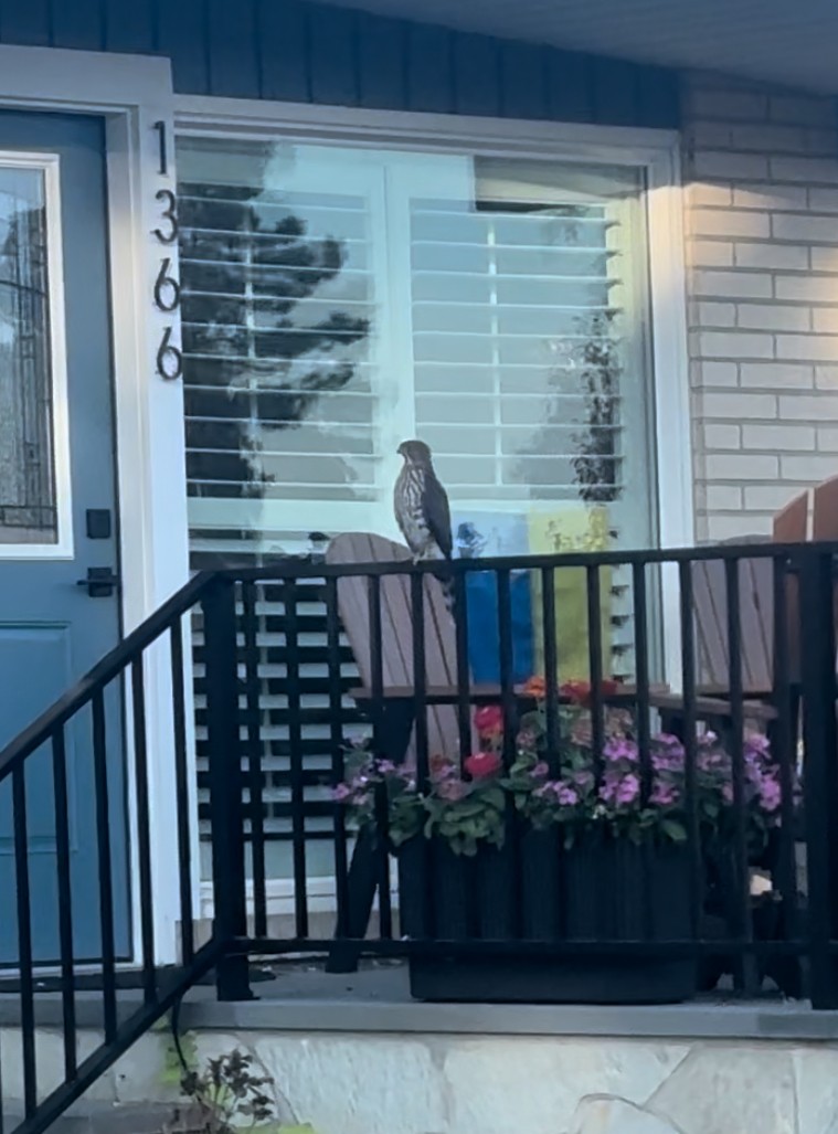 Cooper's Hawk - ML645343771