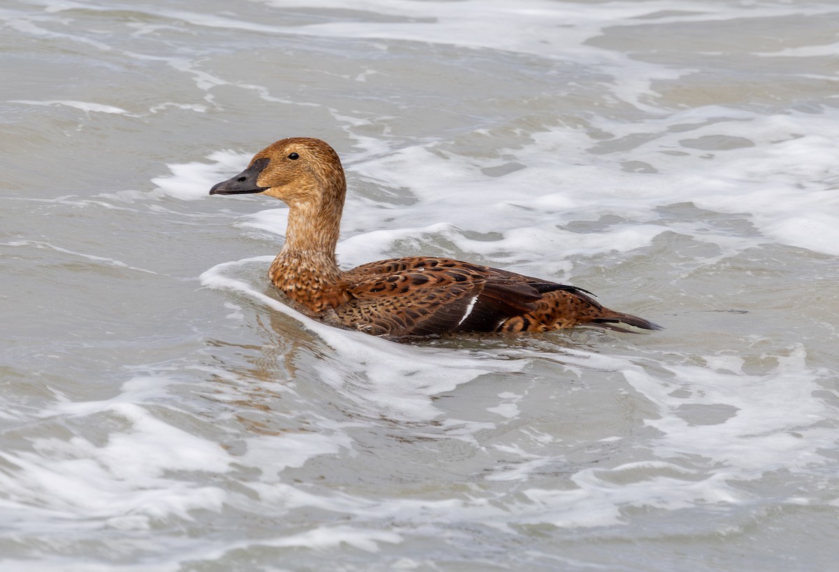 King Eider - ML645343796