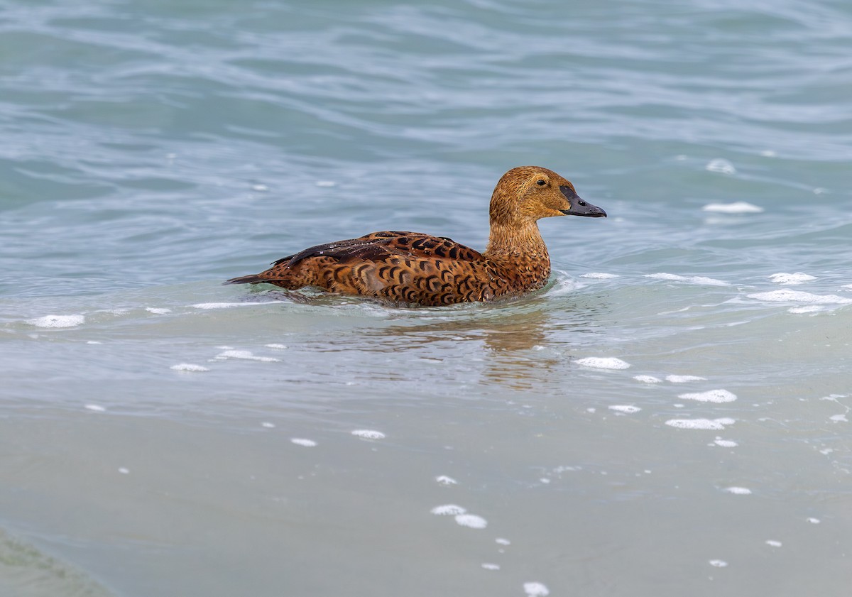 King Eider - ML645343797