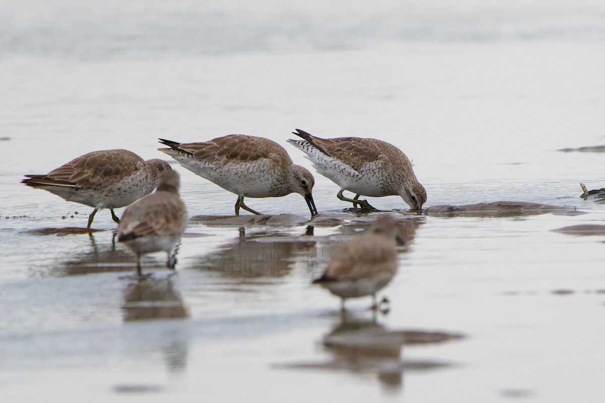 jespák rezavý - ML645343802