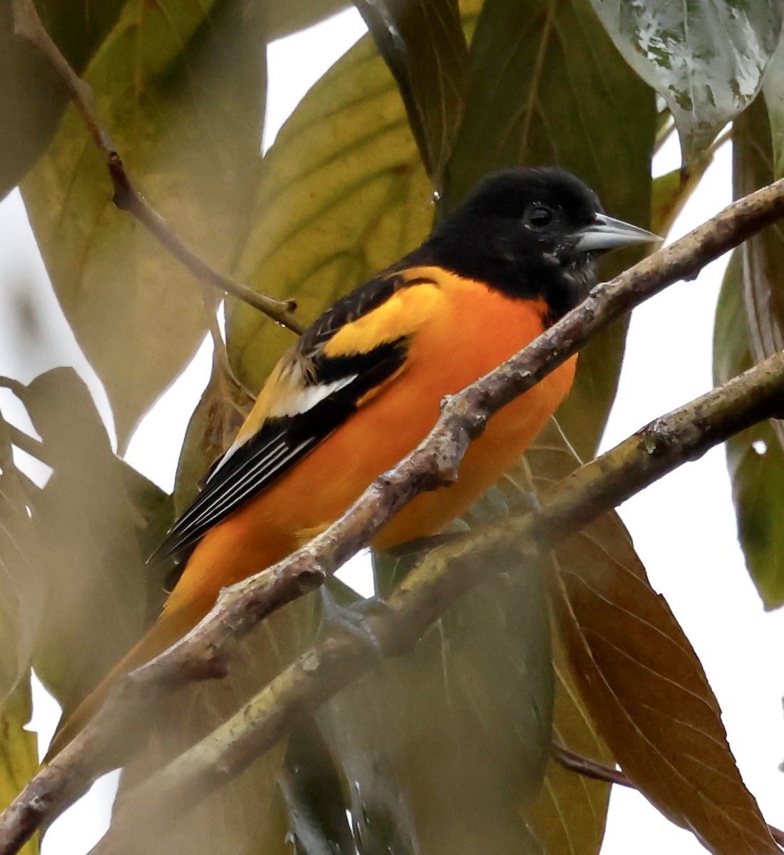 Балтиморский трупиал - ML645343804