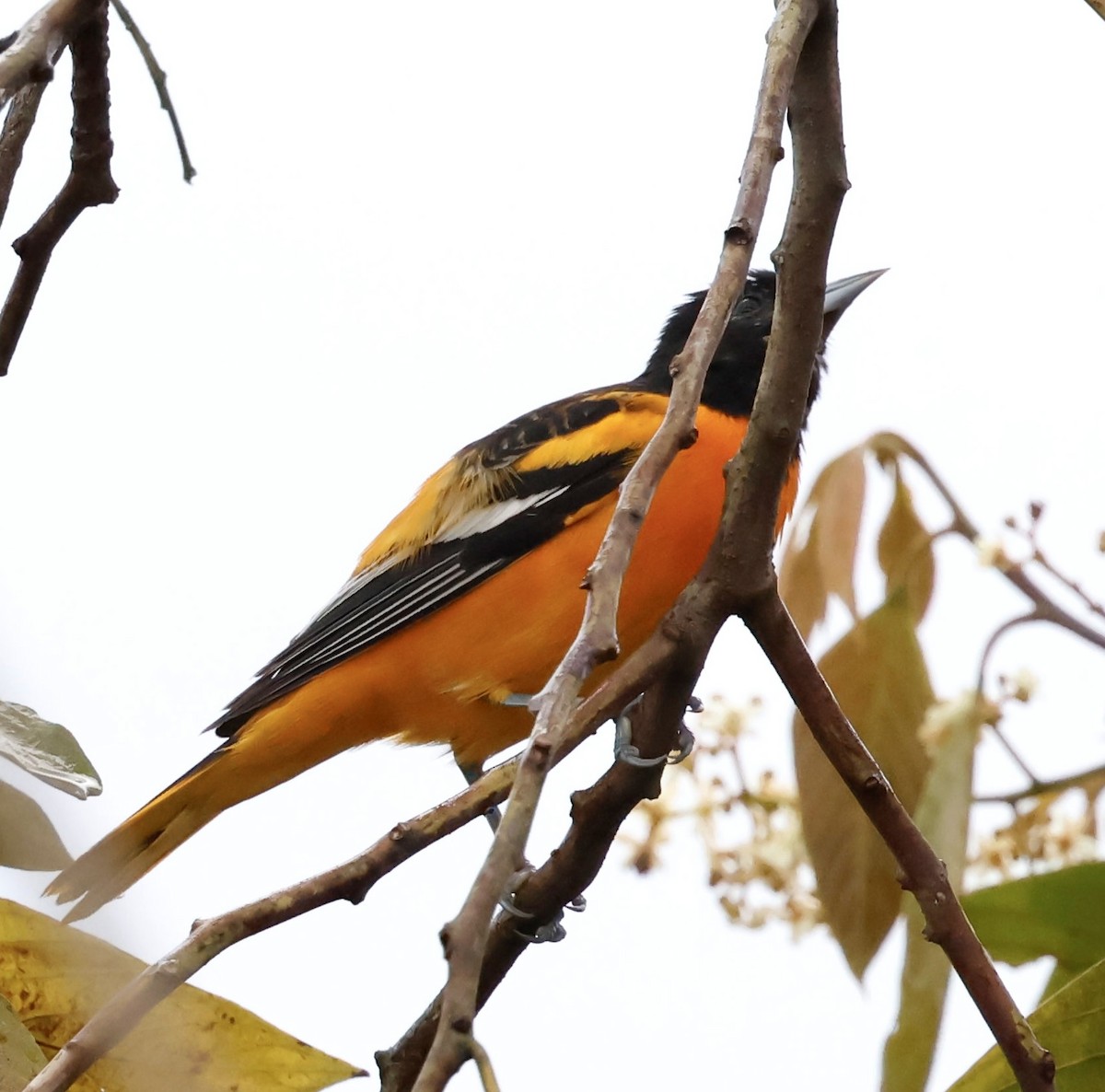 Балтиморский трупиал - ML645343805