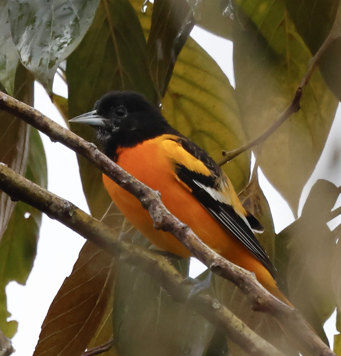 Балтиморский трупиал - ML645343806