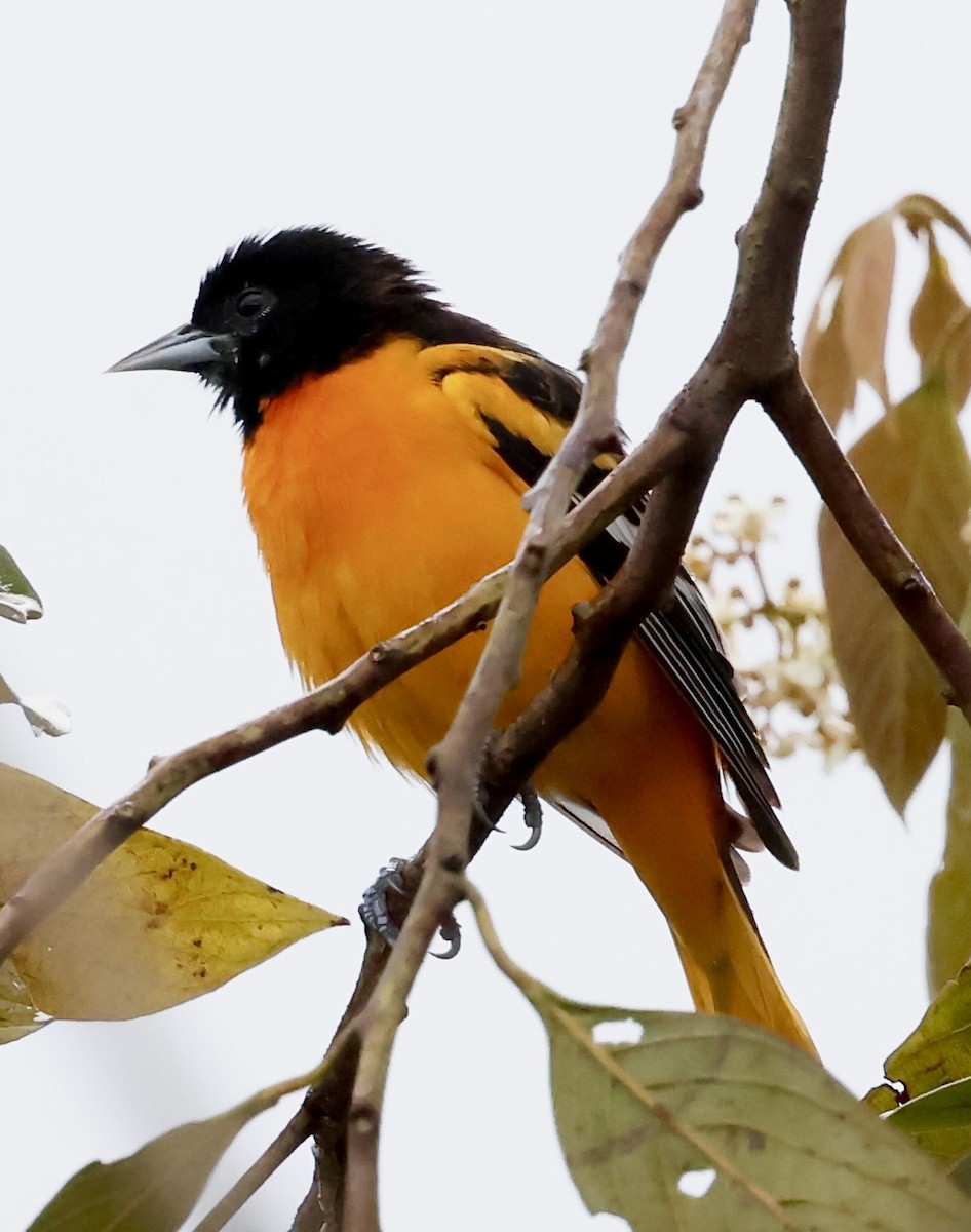 Балтиморский трупиал - ML645343807