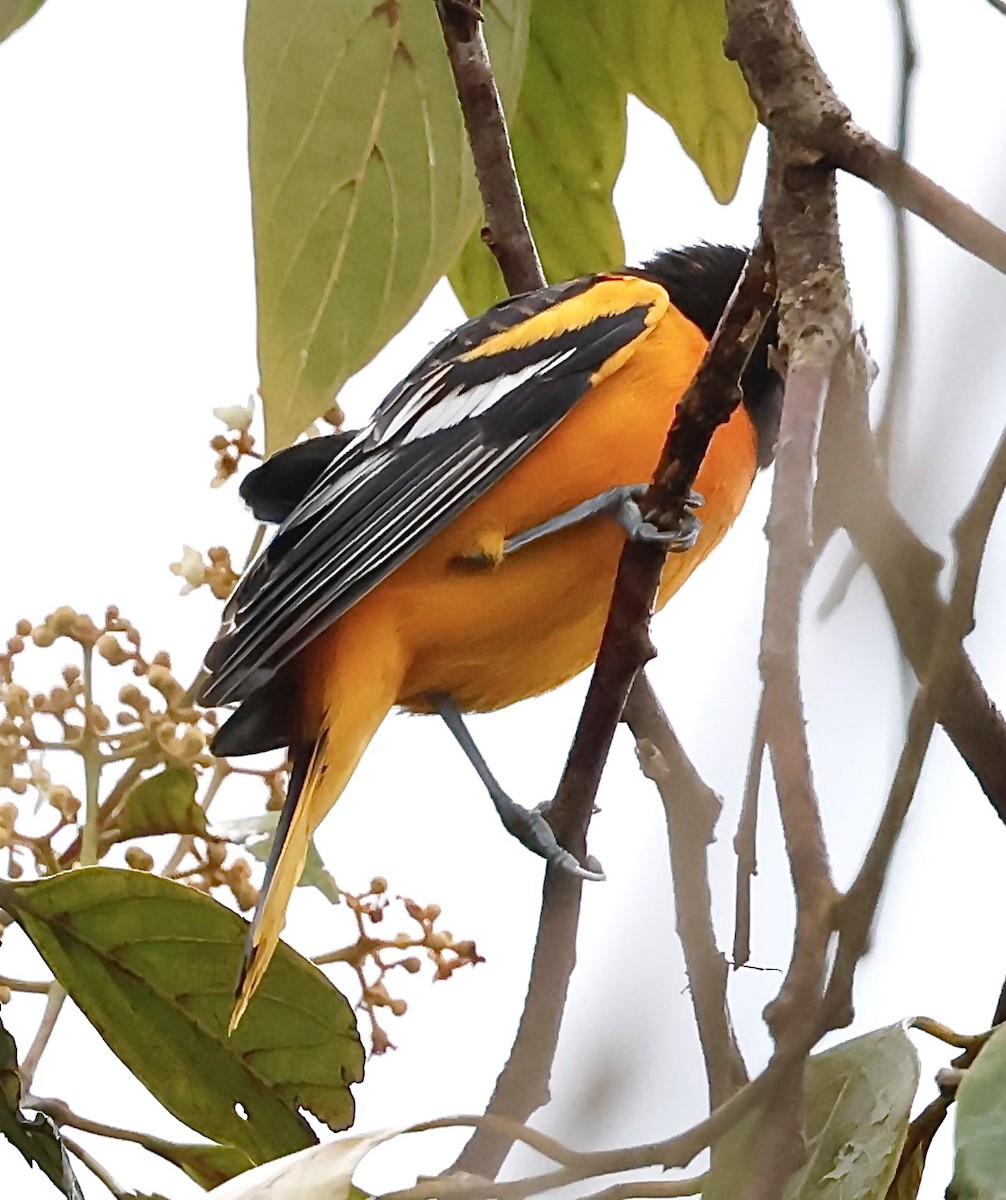 Балтиморский трупиал - ML645343808