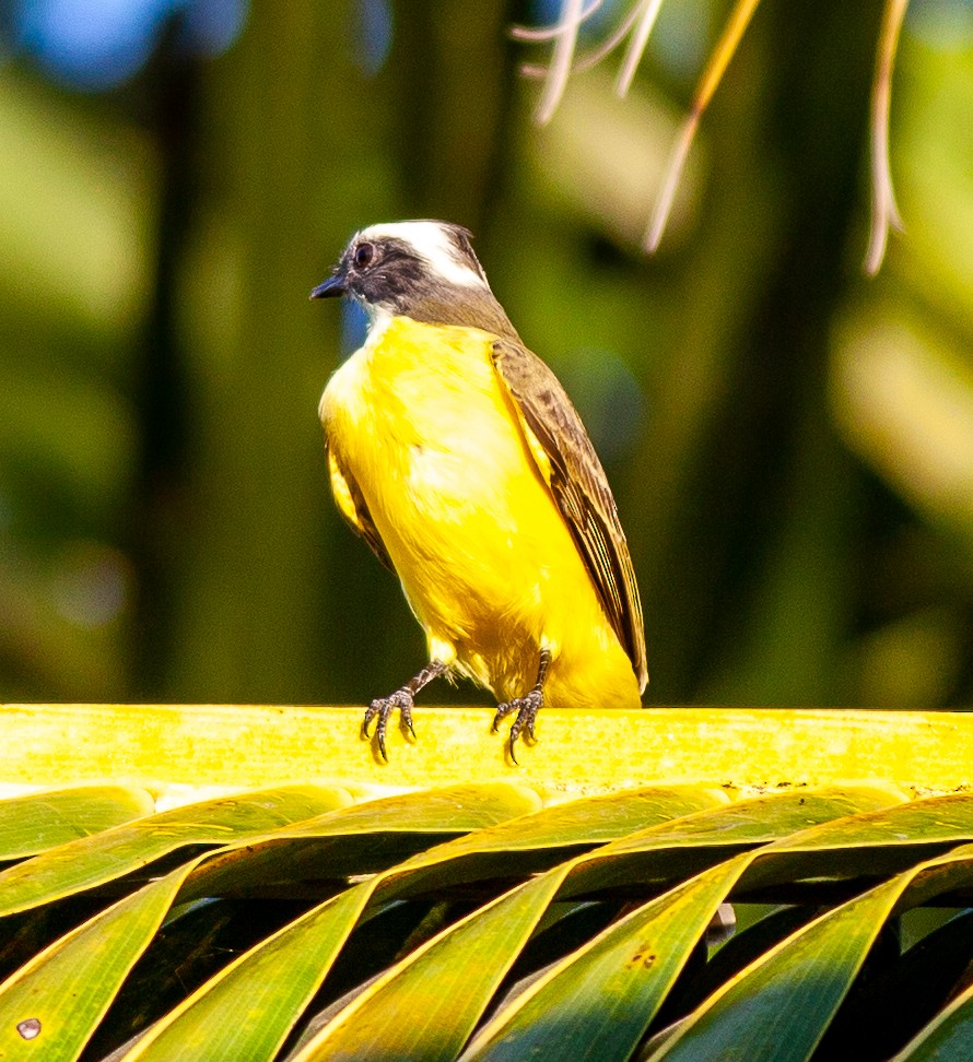 Sosyal Tiran - ML645343821