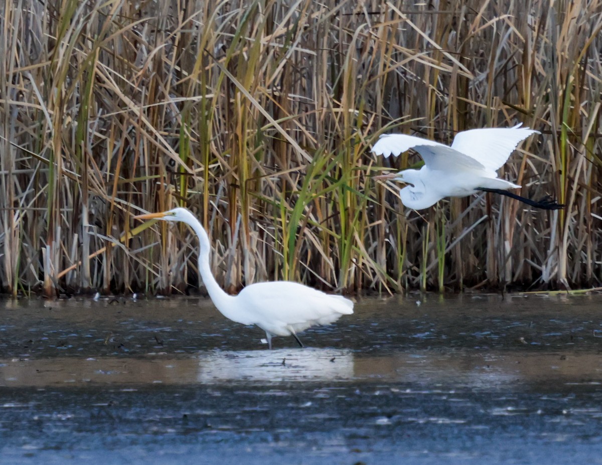 Great Egret - ML645343825