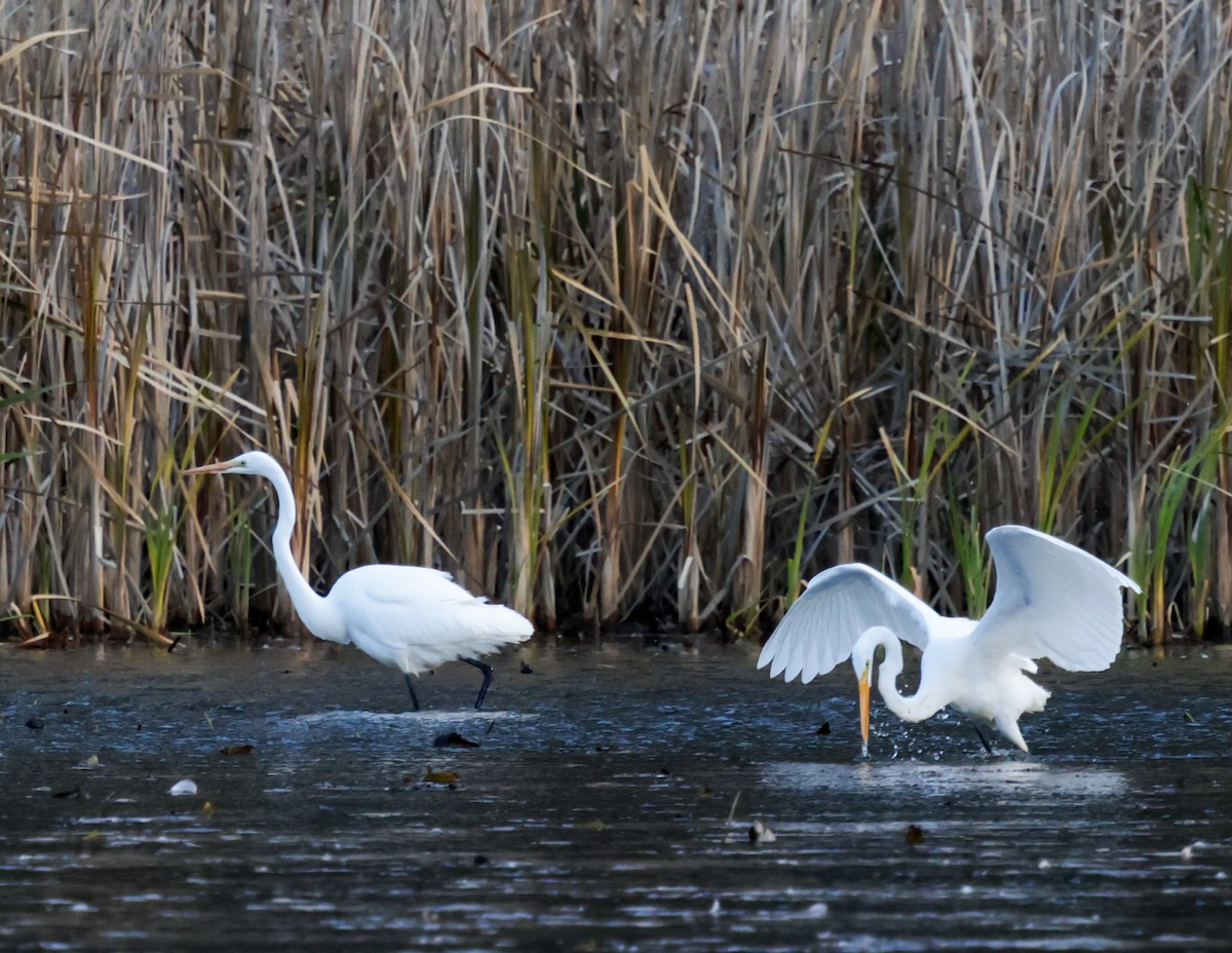Great Egret - ML645343826