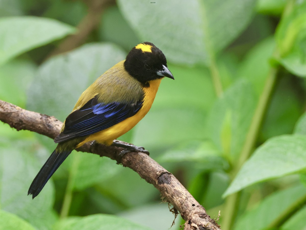 Black-chinned Mountain Tanager - ML645343827
