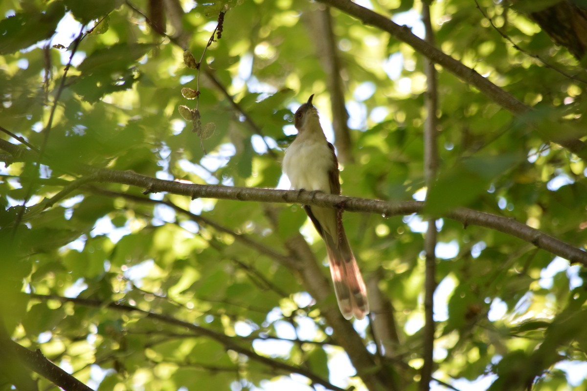 Kukutxo mokobeltza - ML645343830